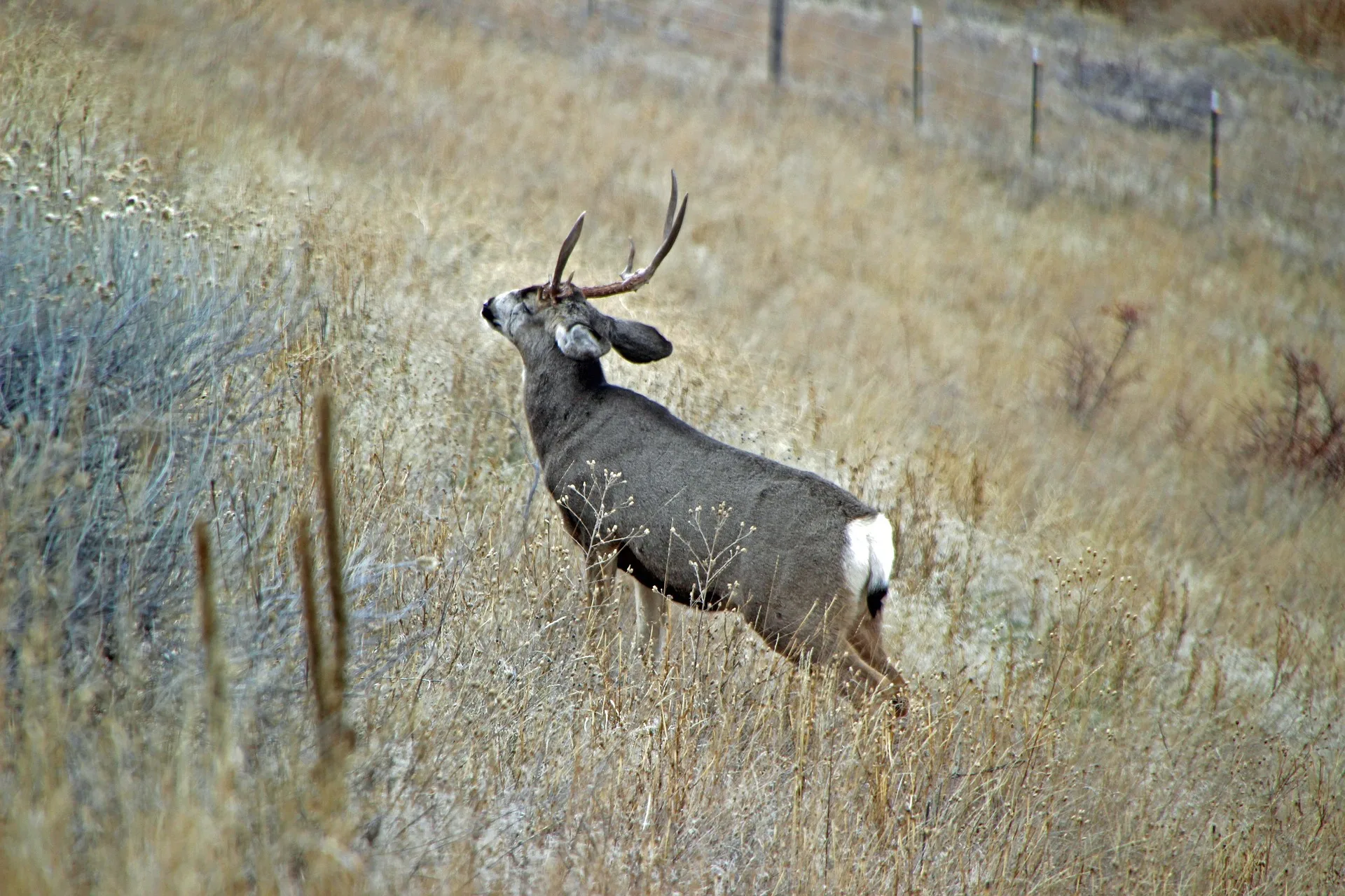 Fall moisture, mild winter fuel increases in observed mule deer across southeast MT