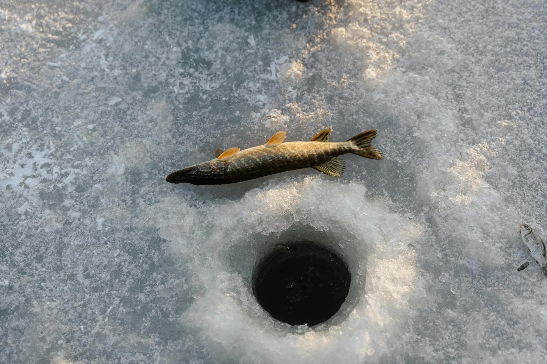 Fort Peck Lake: Trophy Walleye, Pike and Smallmouth Without the Crowds