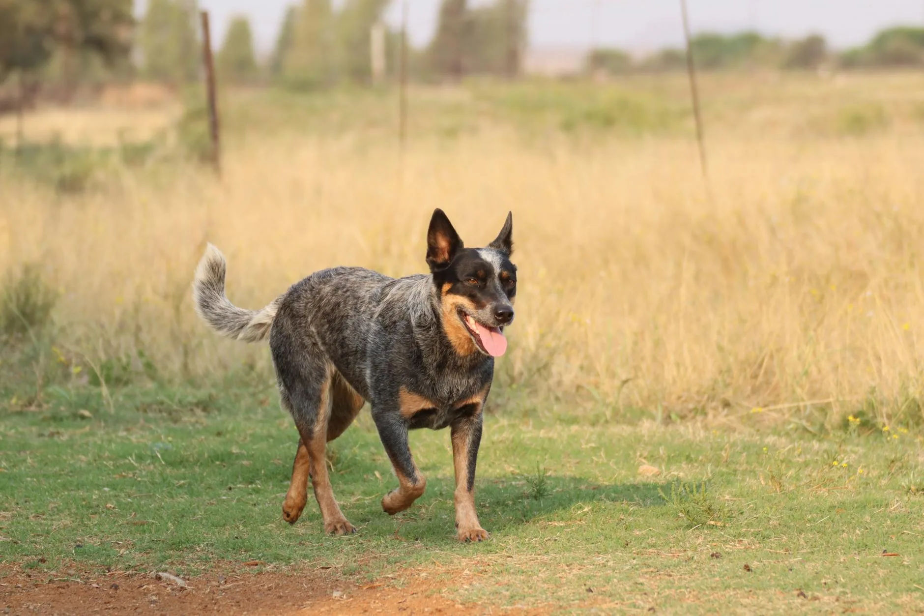 Your Ranch Dog Could Win $5,000 in Farm Bureau’s 2027 Competition