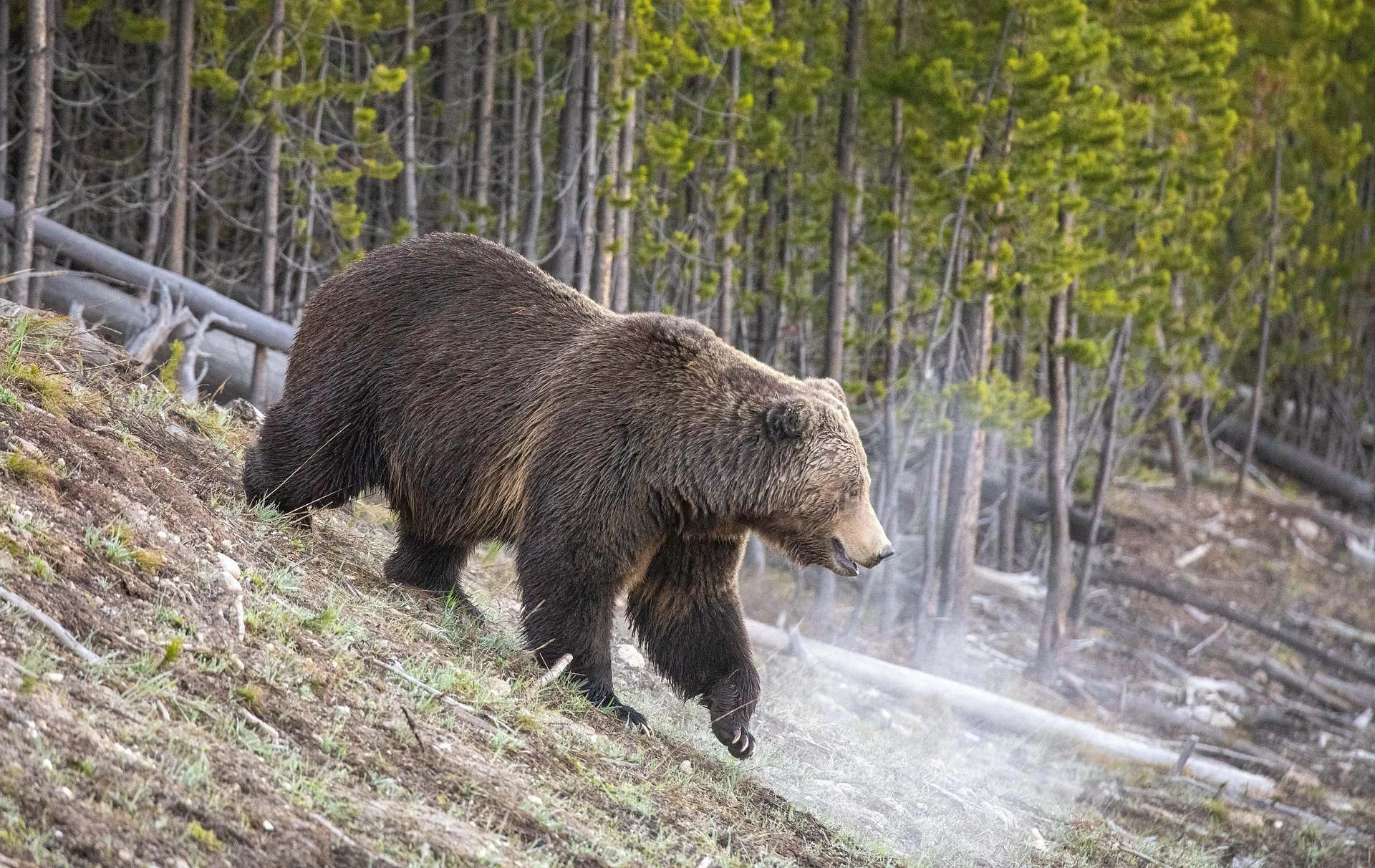 Hunter shoots charging grizzly bear in defense of life near Cave Falls Road