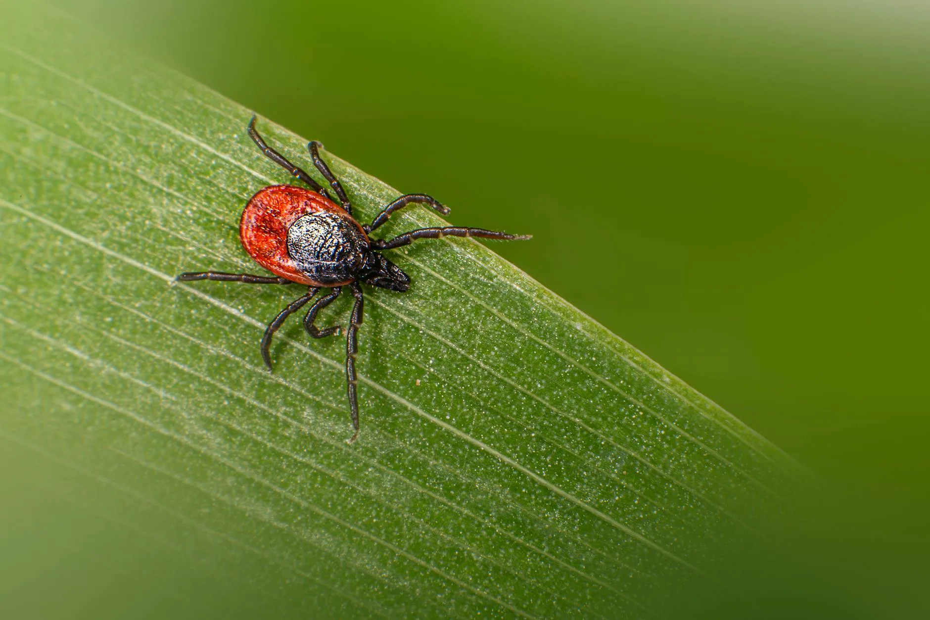 Montana Tick Season Peaks Right Now — Are You Protected?