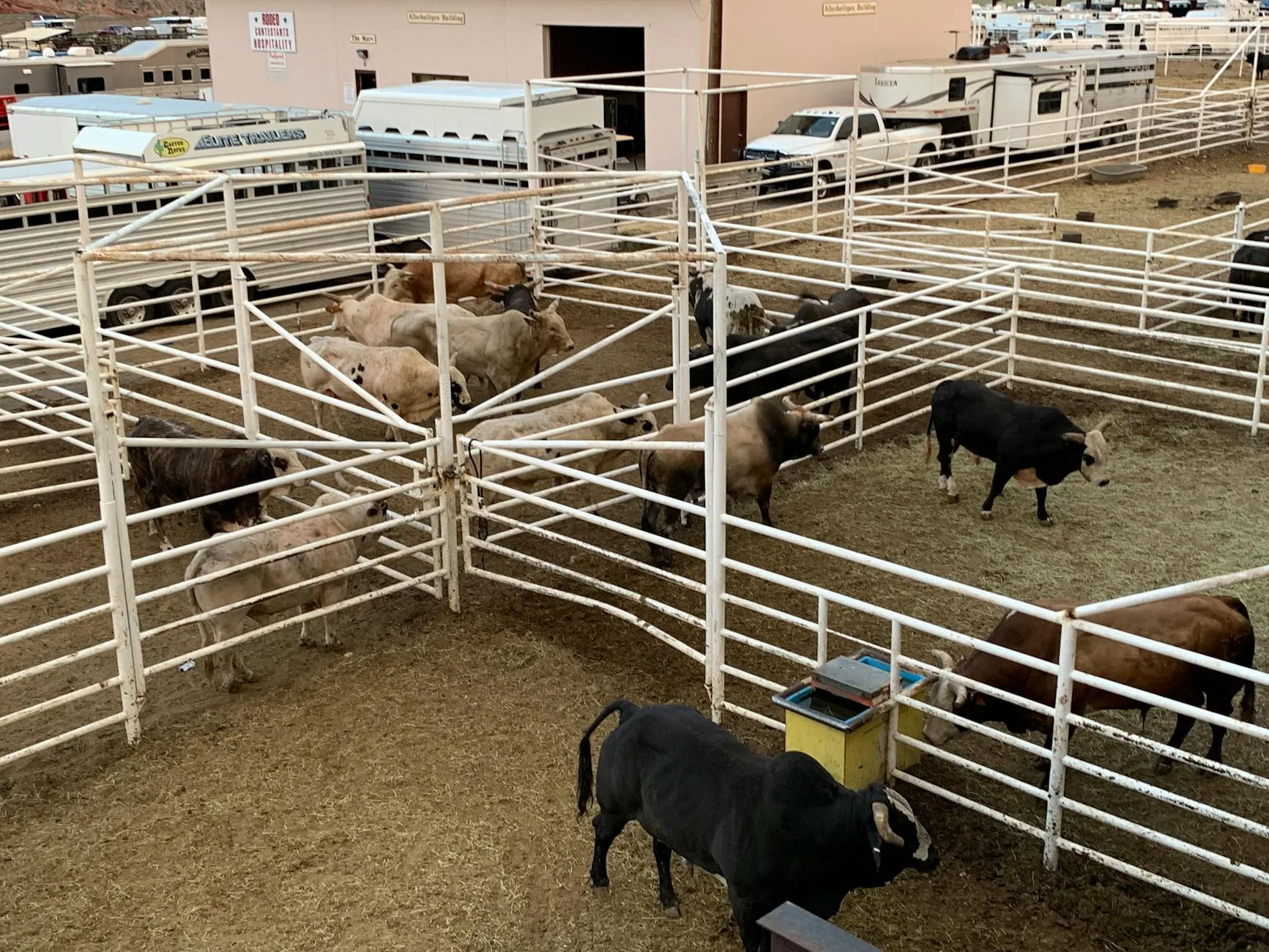 Montana Livestock Markets Hit Record Highs: 600-lb Steers Eclipse $500/cwt (April 26 – May 2, 2026)