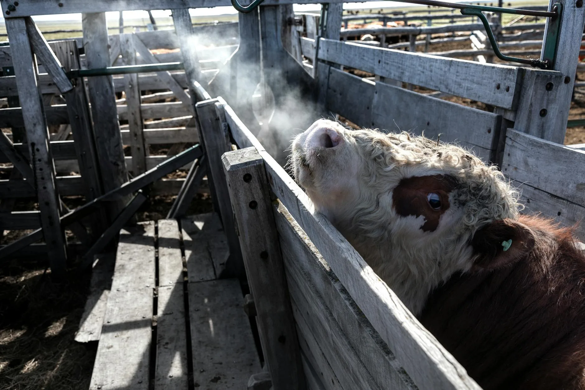 Montana Livestock Markets Show Mixed Signals Week of May 10-16, 2026