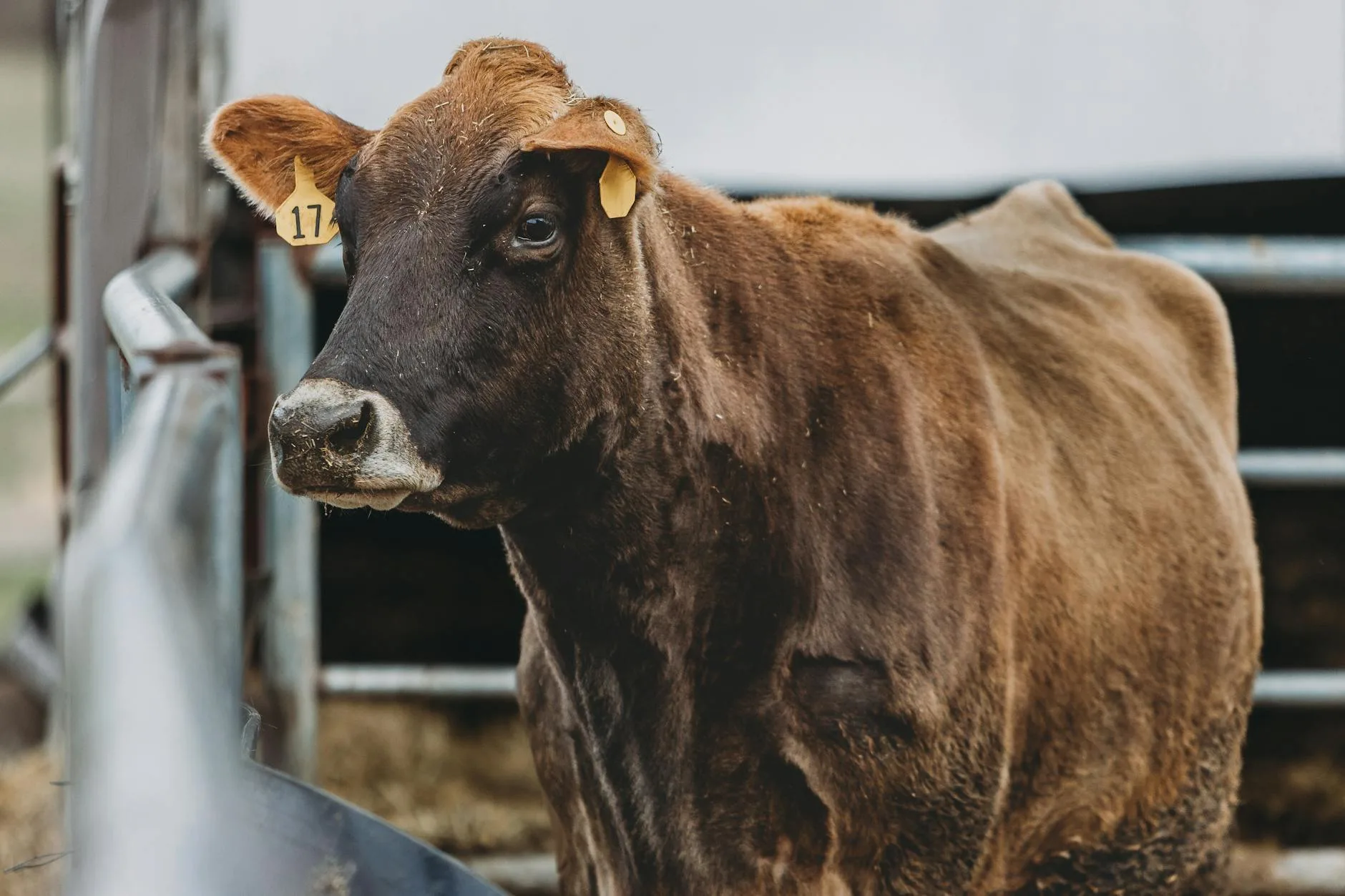 Montana Livestock Markets Show Mixed Signals: Light Feeder Offerings, Strong Cow Demand Drive Week of May 3-9, 2026