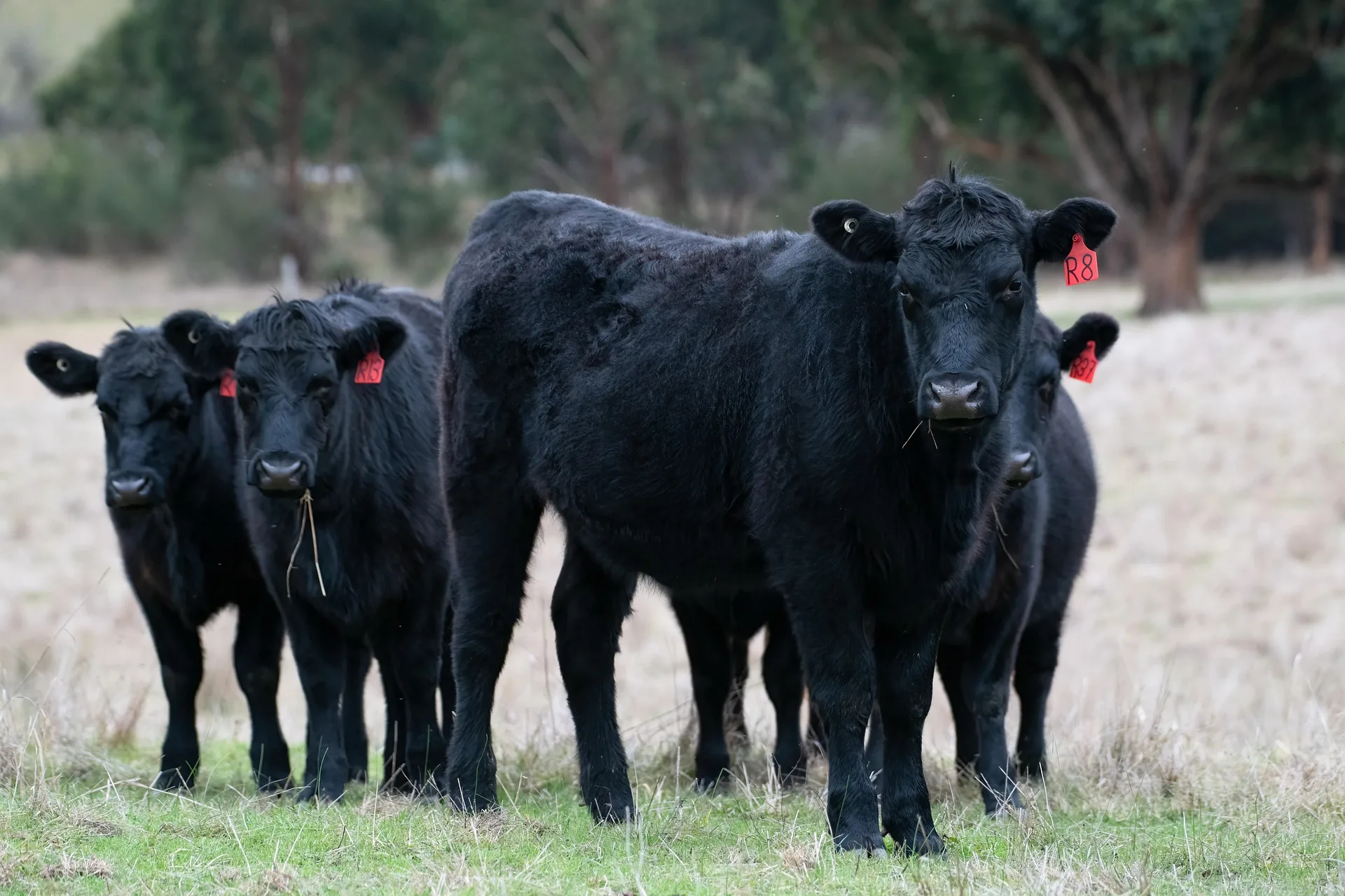 Investigators seek help following multiple livestock shootings in Idaho