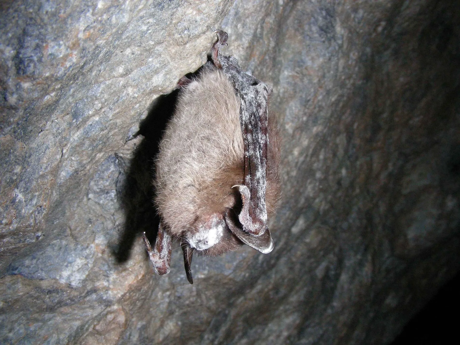 First Rabies Positive Bat of the Season and Rabies Prevention Reminders