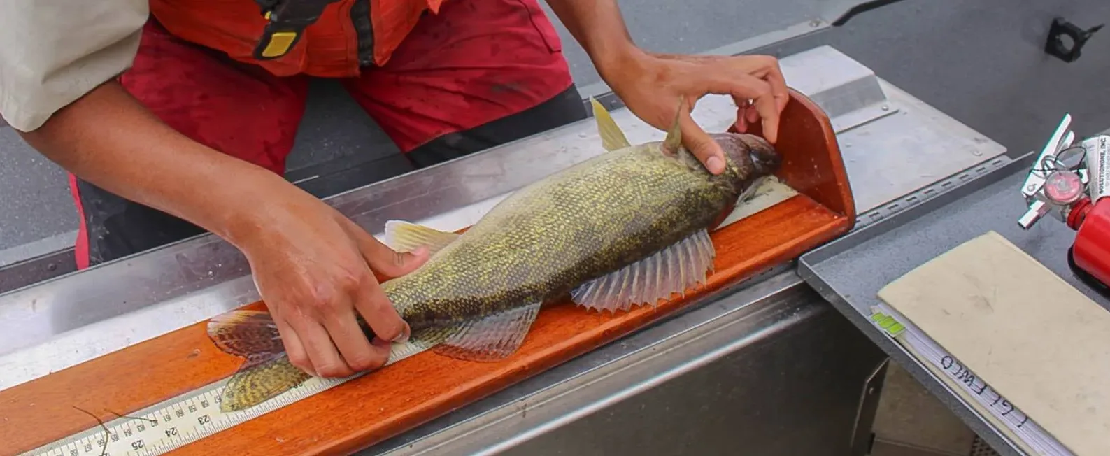 Walleye Warfare at Tiber Reservoir, 129 pounds+ takes the crown!