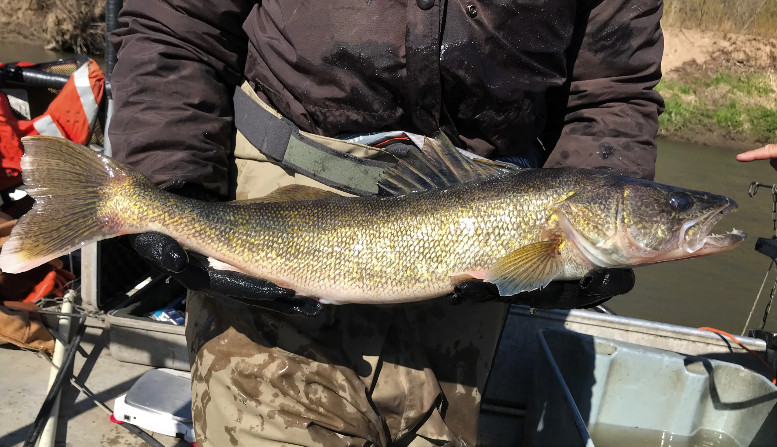 2026 Crooked Creek Walleye Tourney Day 1 Results