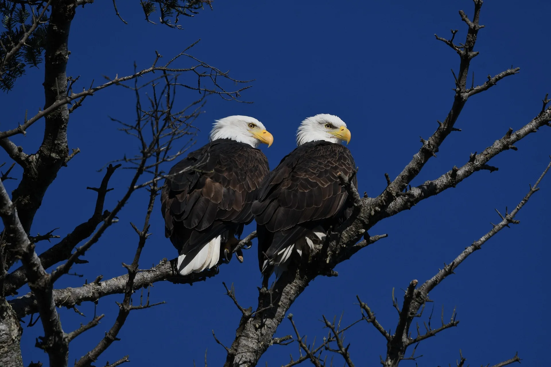 Texas man sentenced for trafficking eagles