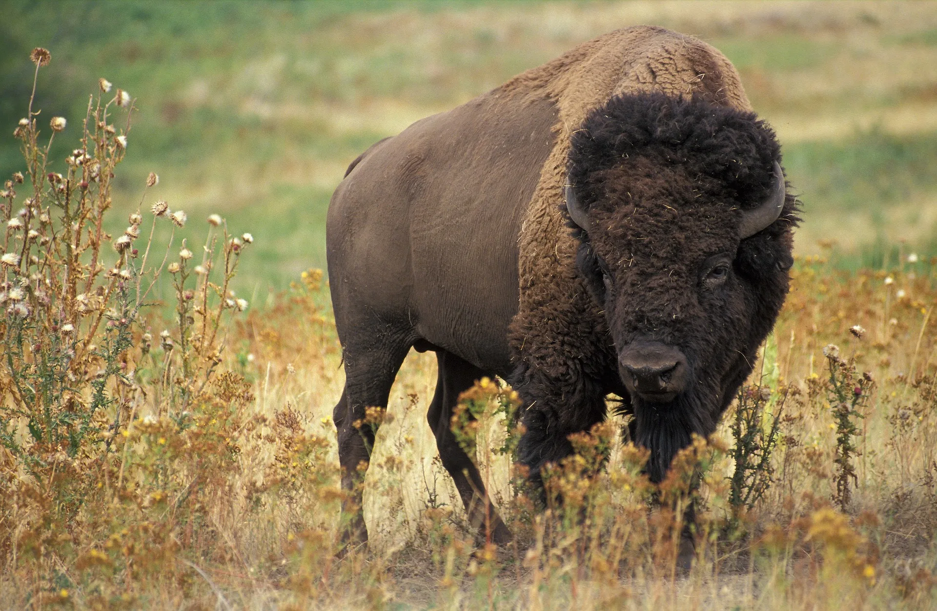 BLM Revokes American Prairie Bison Grazing Permits