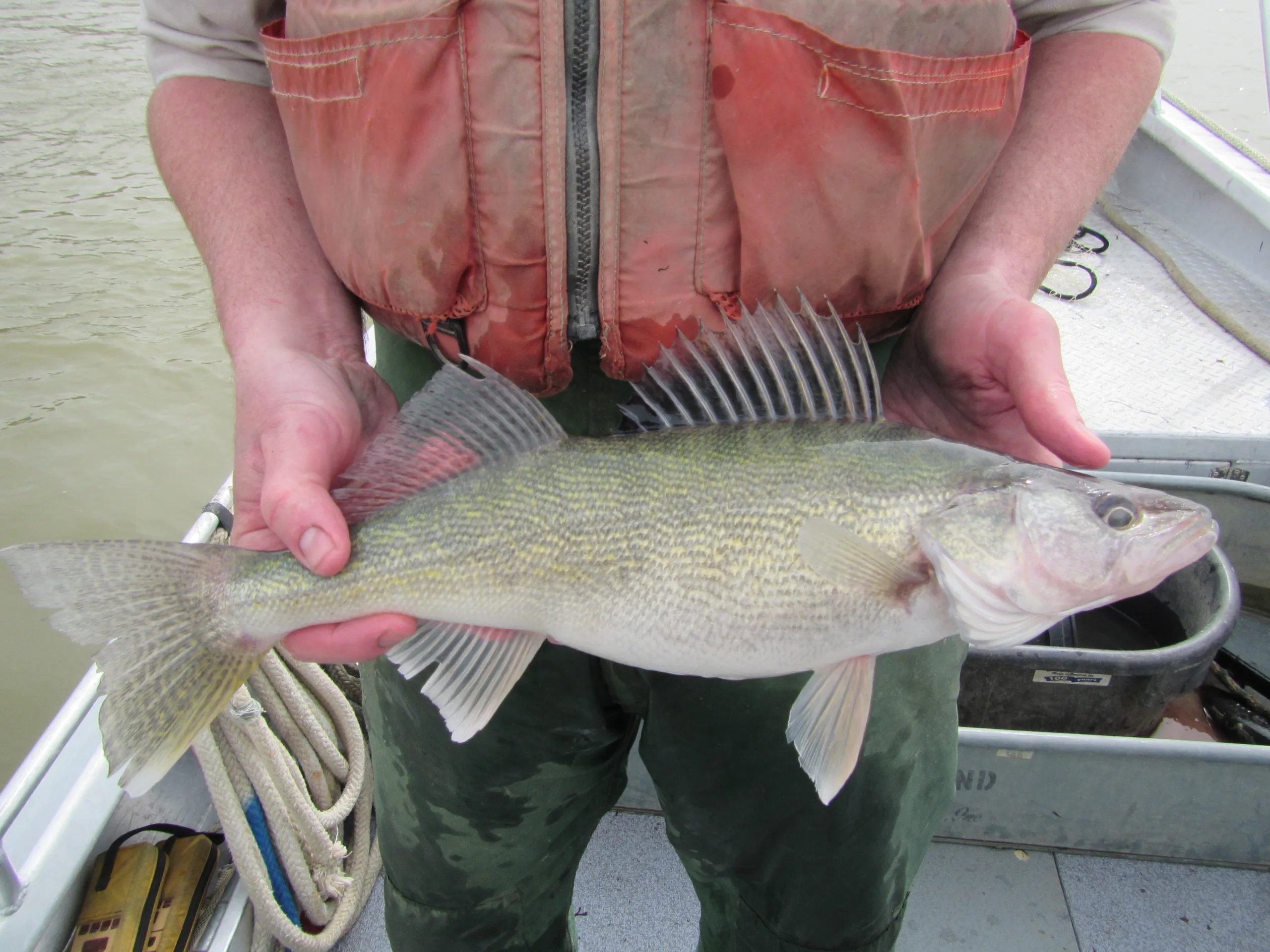 FINAL RESULTS: Over 80 pounds wins Canyon Ferry Walleye Festival