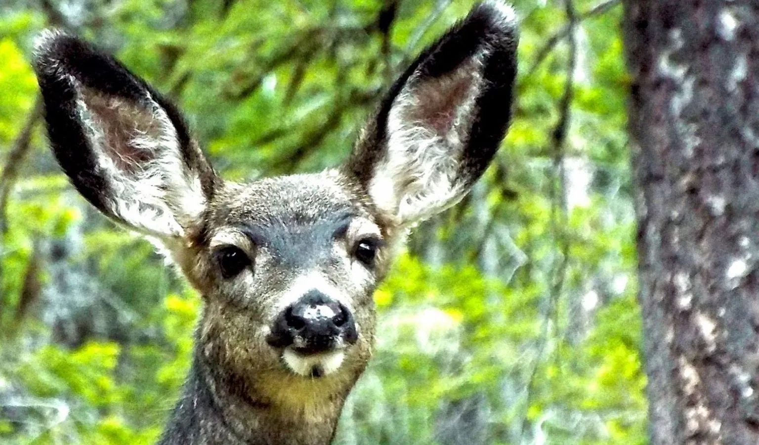 The Latest on Montana’s Mule Deer: Warm Winter, Baby Boom, but Population is Still Loading