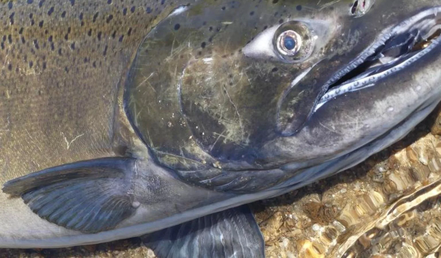Upper Salmon River Chinook Fishery Sees Strong Start