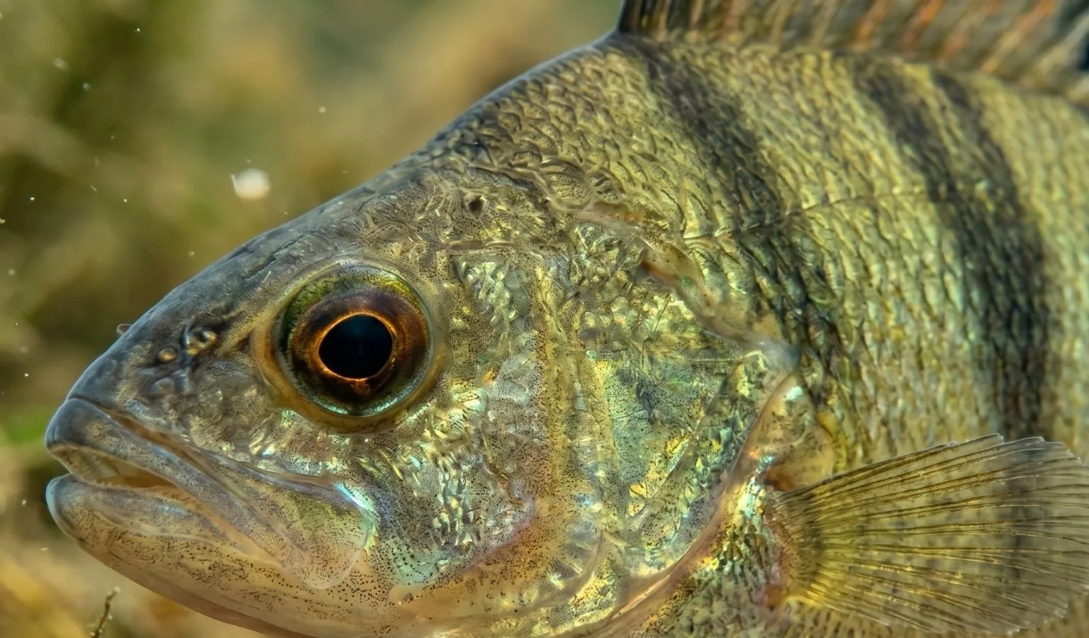 NW Montana Fishing Update from Chancy’s Fish Camp, June 24, 2026