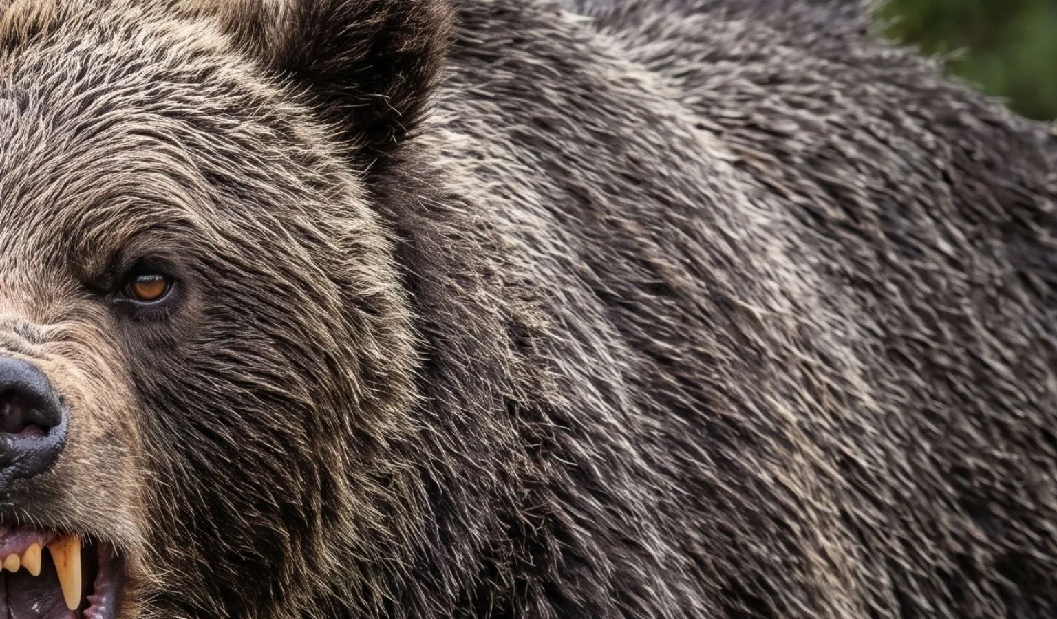 A Hiker’s Close Call With a Grizzly Bear