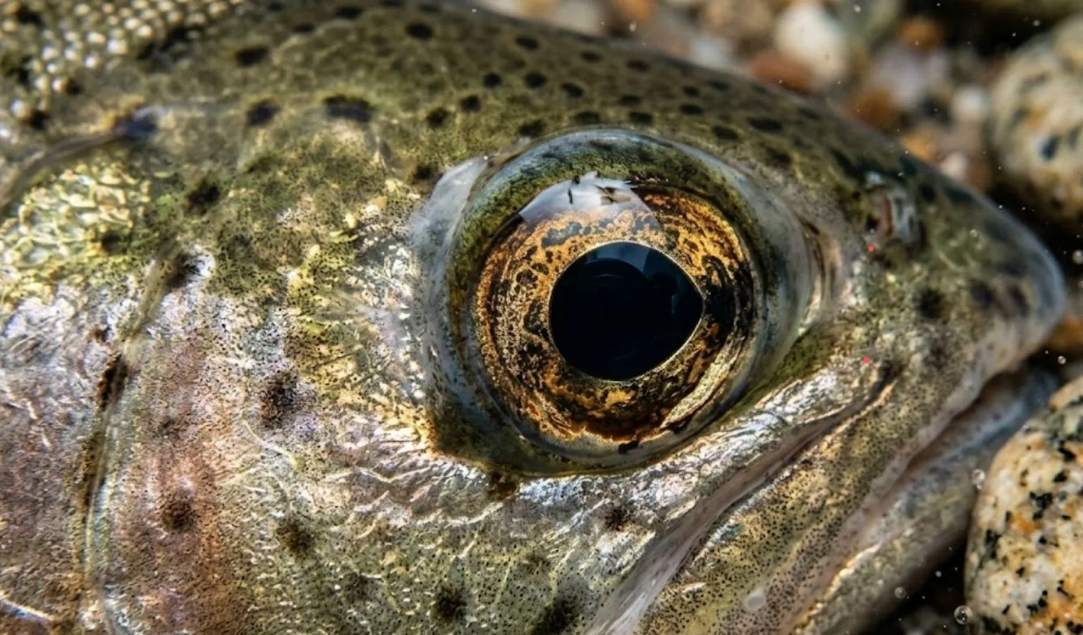 Transform Fish Eyes into Tasty Chips