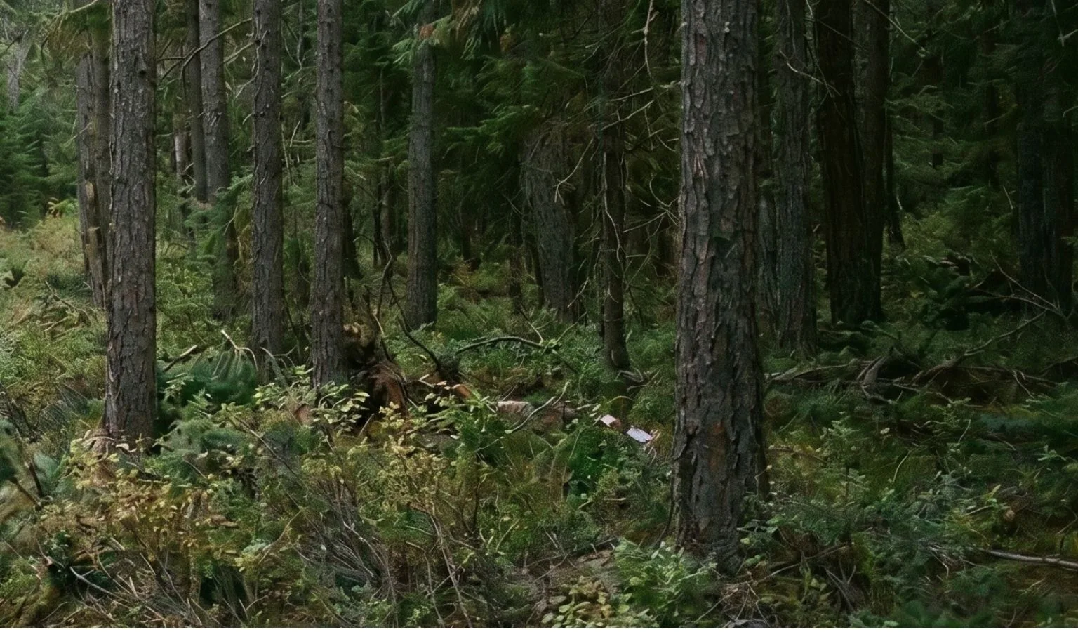 Grim Discovery in Idaho’s Remote Marie Creek Area Draws Local Authorities