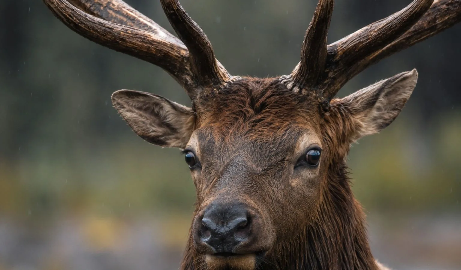 Outfitters Accused of Elk Tag Fraud and Conspiracy