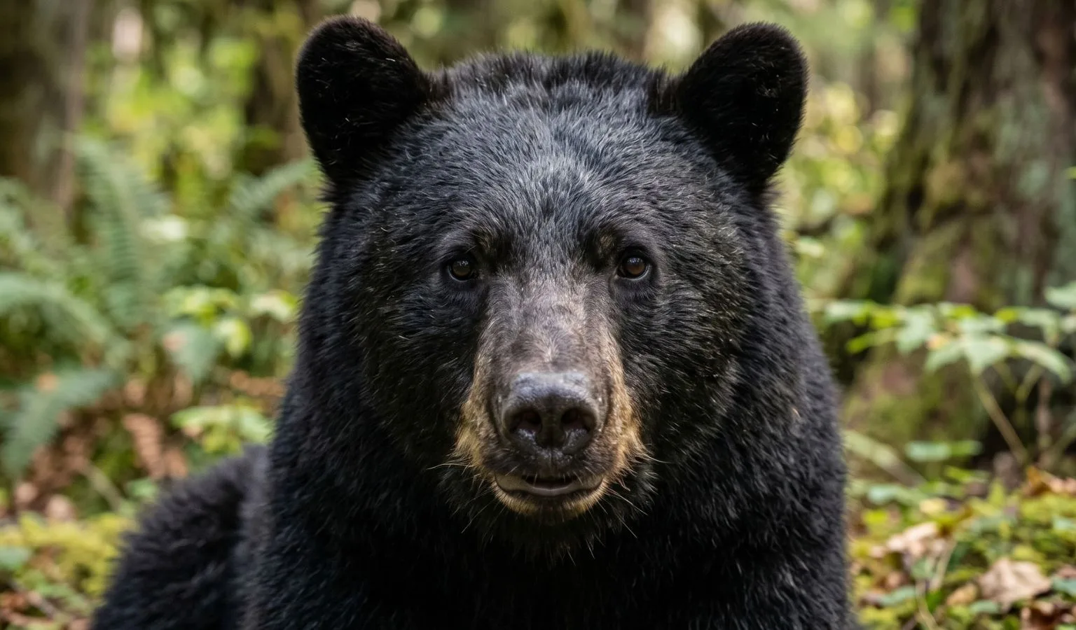 Black Bear Learns the Hard Way That Dogs Have Humans with Hatchets