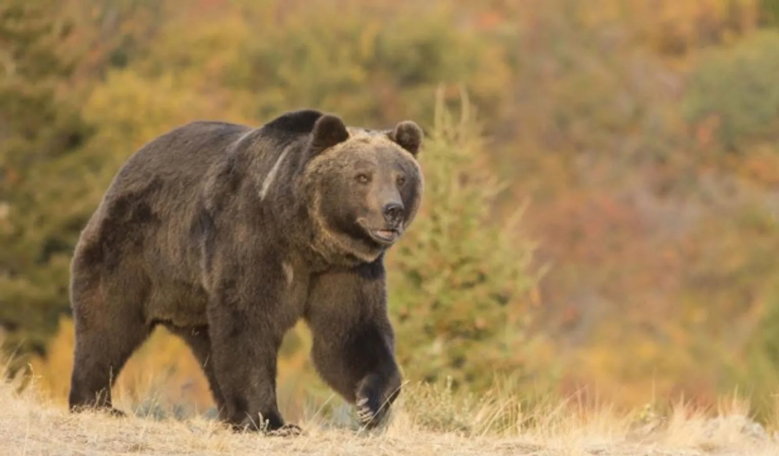 Possible grizzly bear detected near Rotary Pond in Beaver Creek County Park south of Havre