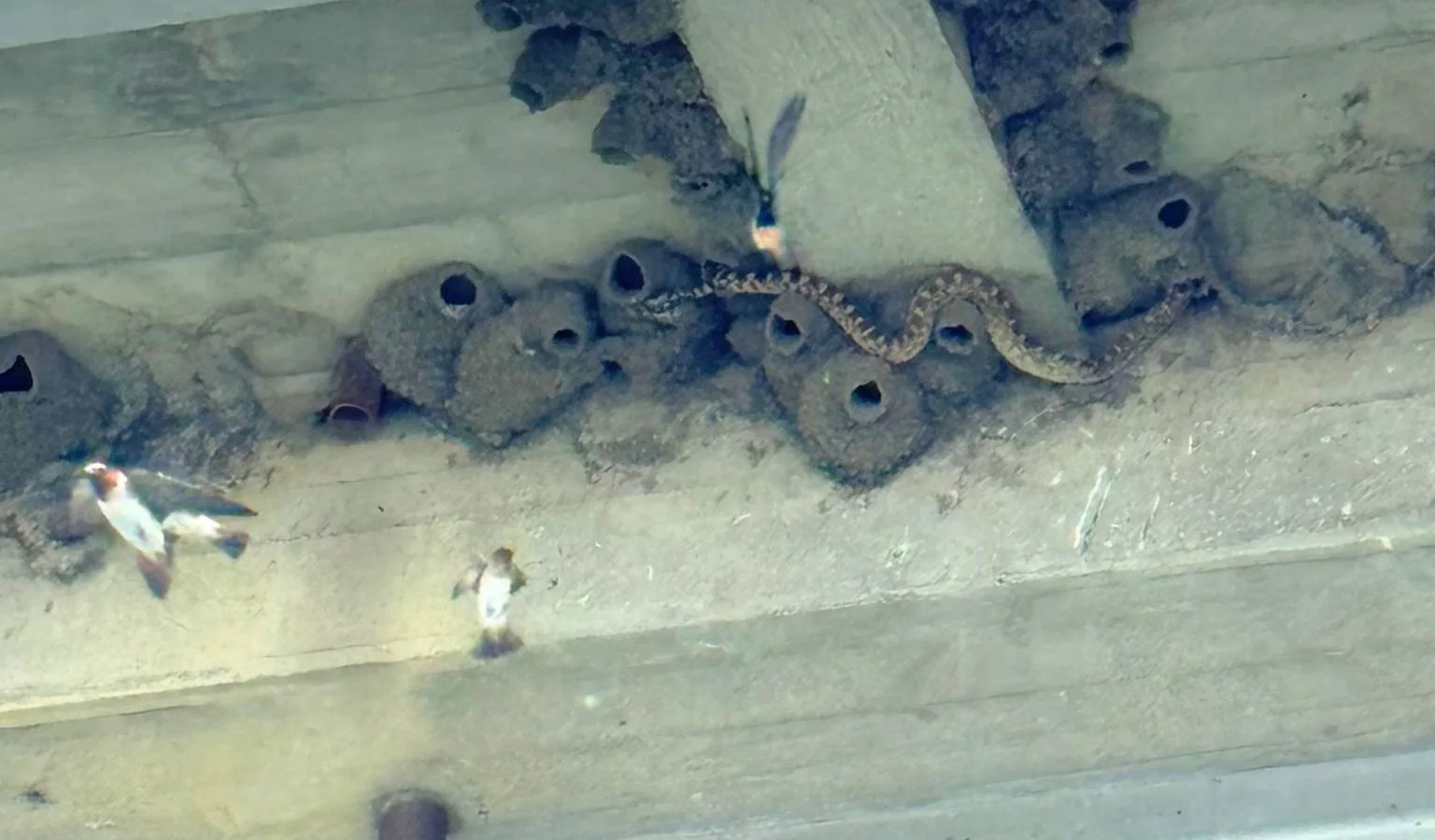 Sneaky Bull Snake: A Bird Nest’s Security Nightmare