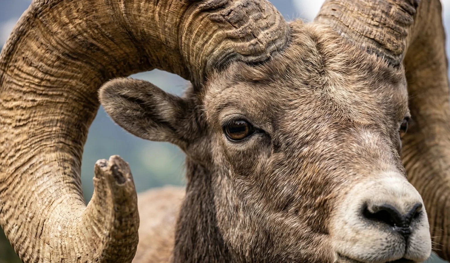 Wanted: Thinkers, Hunters, and Landowners to Talk Sheep (The Horned Kind)