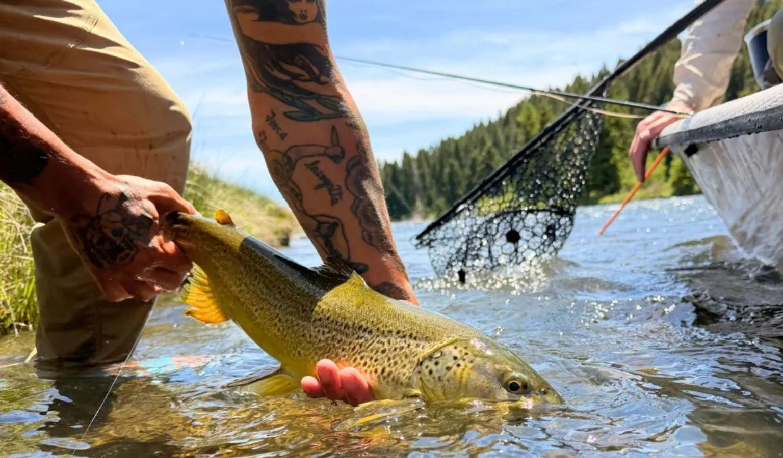 Madison River Fishing Report: Dropping Flows & Prime June Conditions