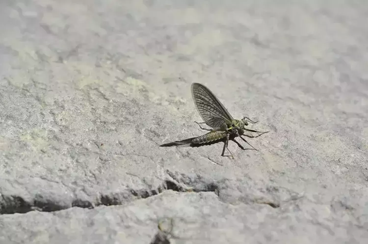 Yellowstone Green Drake Hatch Peaks Now: Tactics for Late June