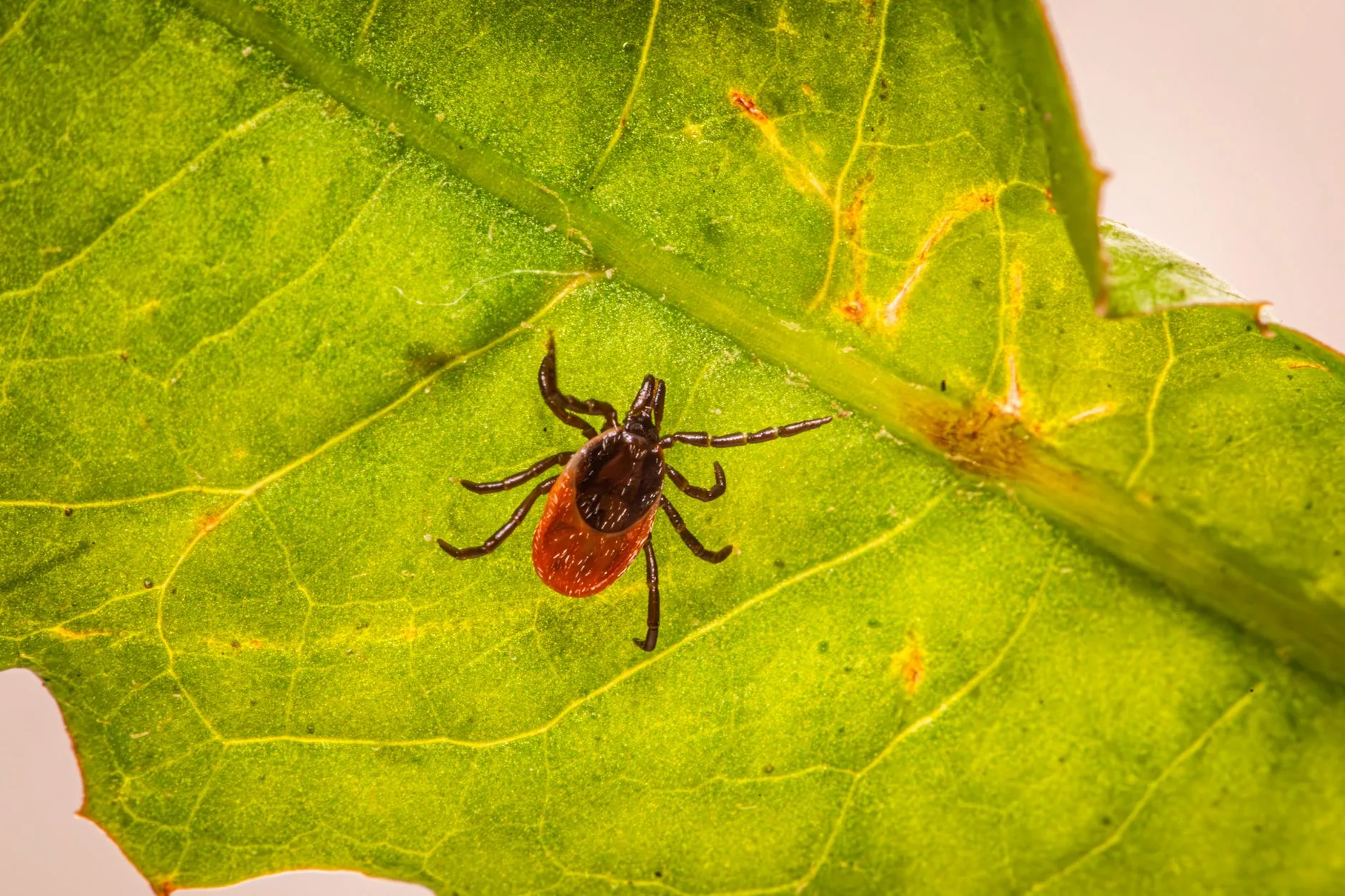 Montana Tick Dangers: What Hunters and Anglers Need to Know Before Heading Out