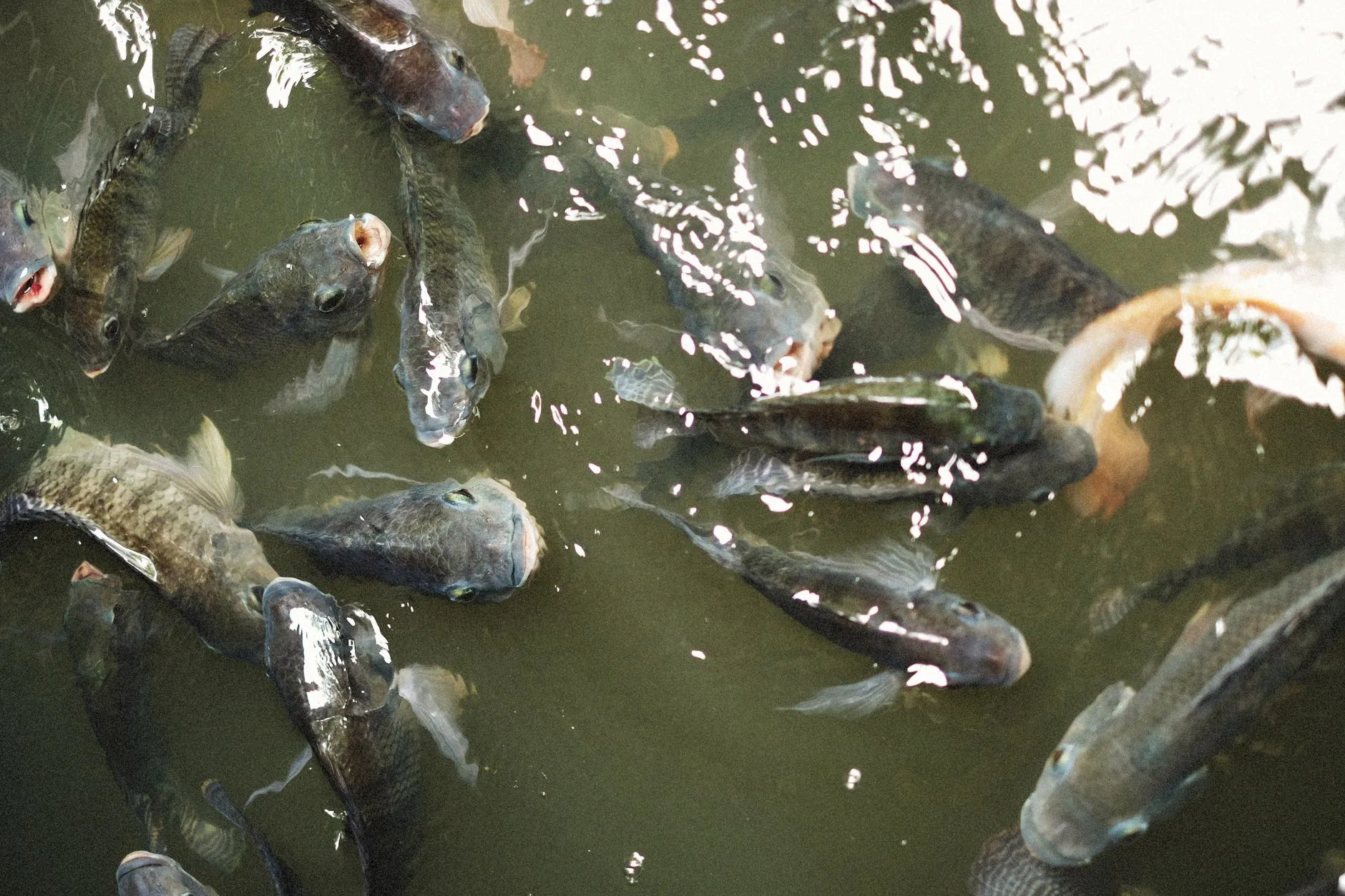 Invasive fish found in community ponds in Three Forks and Livingston