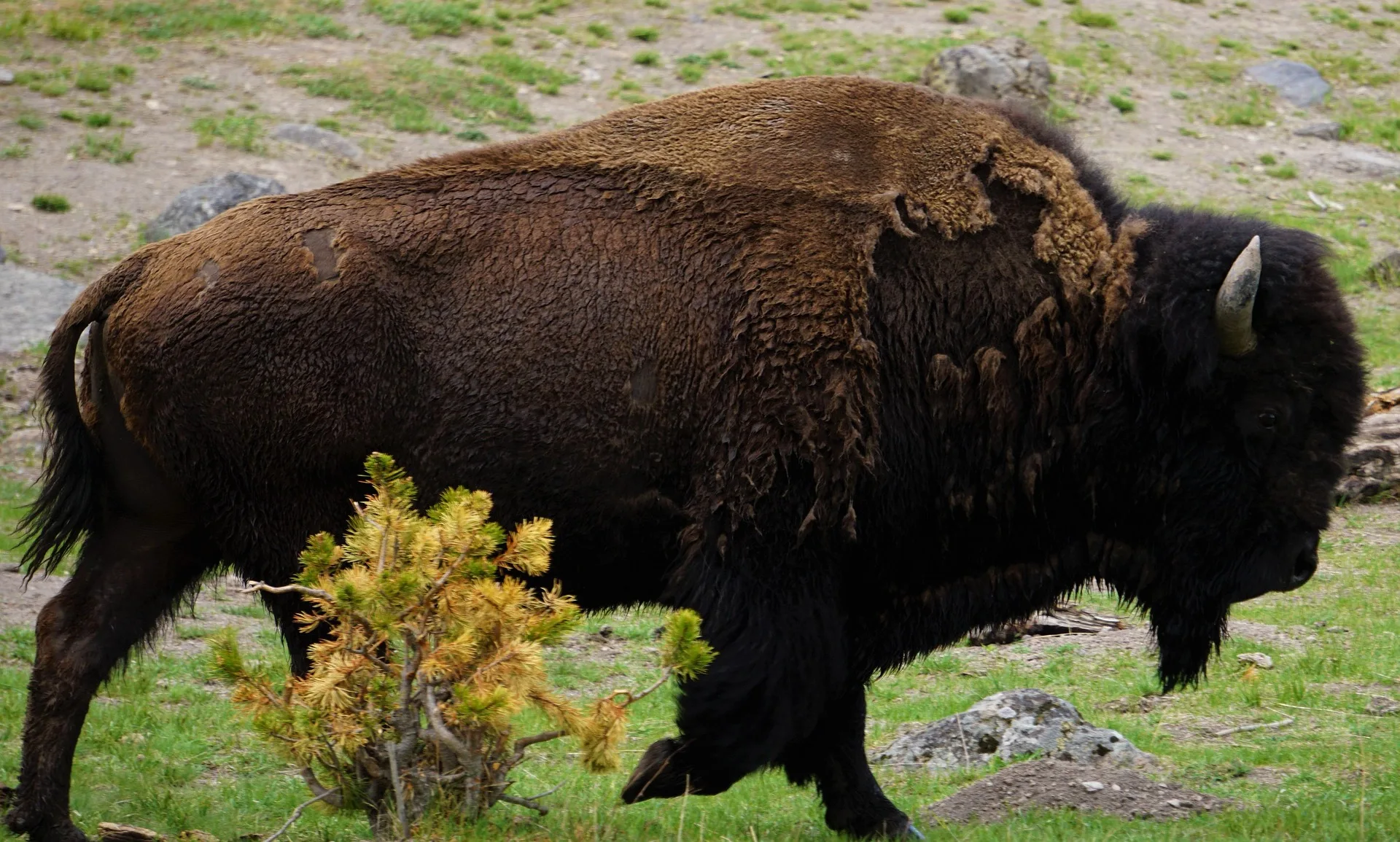 Yellowstone visitor injured by bison encounter