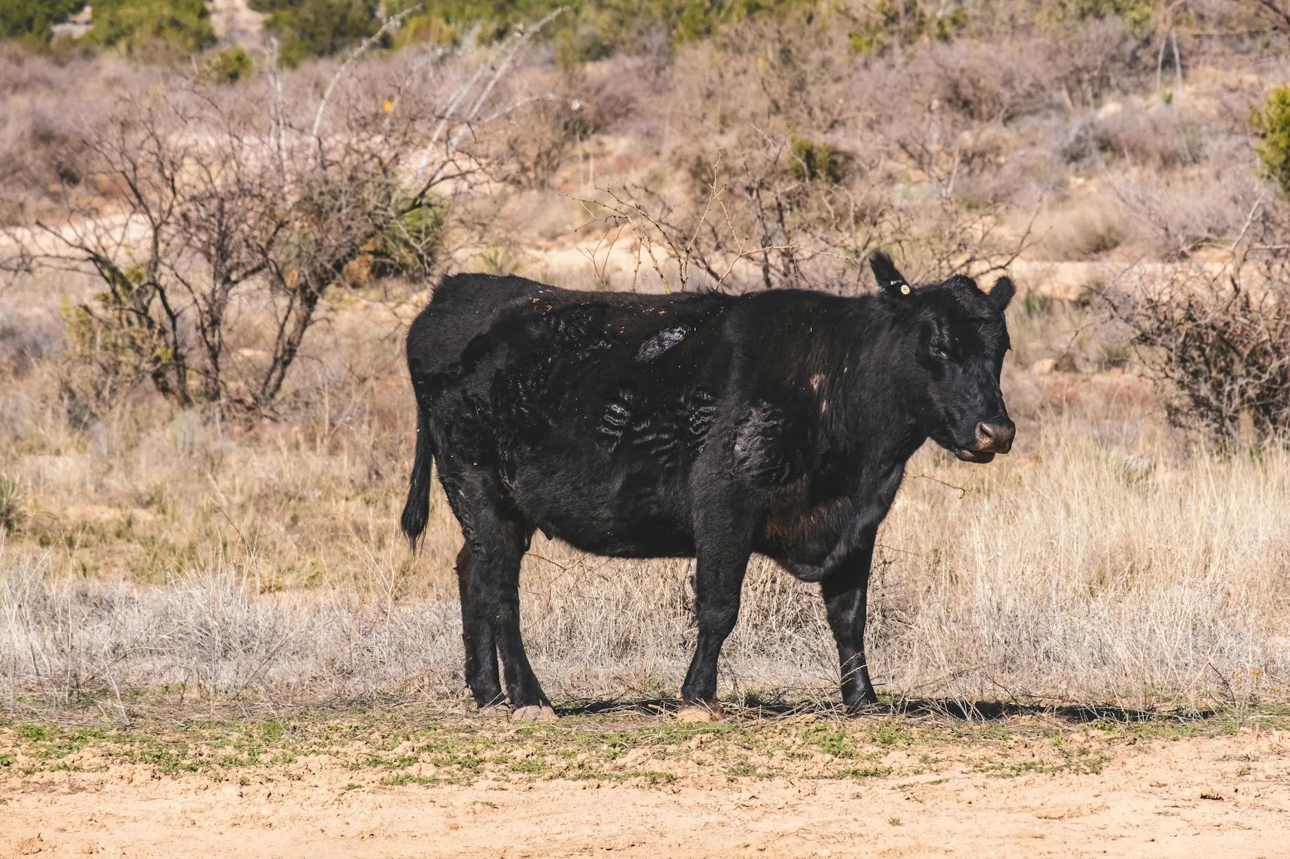 Montana Livestock Market Update: Drought Conditions Drive Higher Replacement Cattle Sales (May 24-30, 2026)