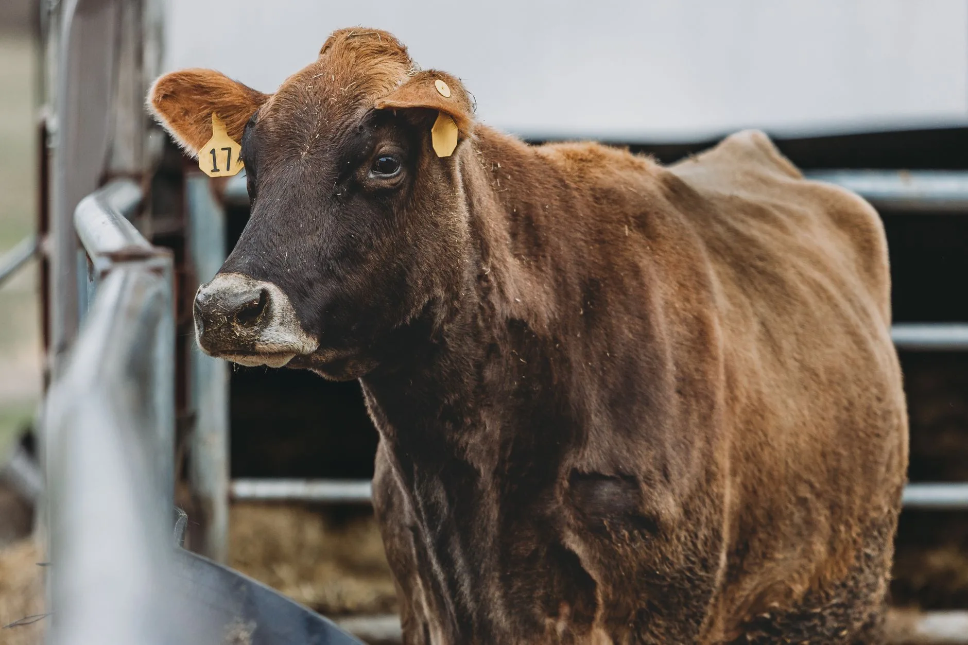 Montana Livestock Markets Show Mixed Trends Despite Lower Receipts (May 31 – June 6, 2026)