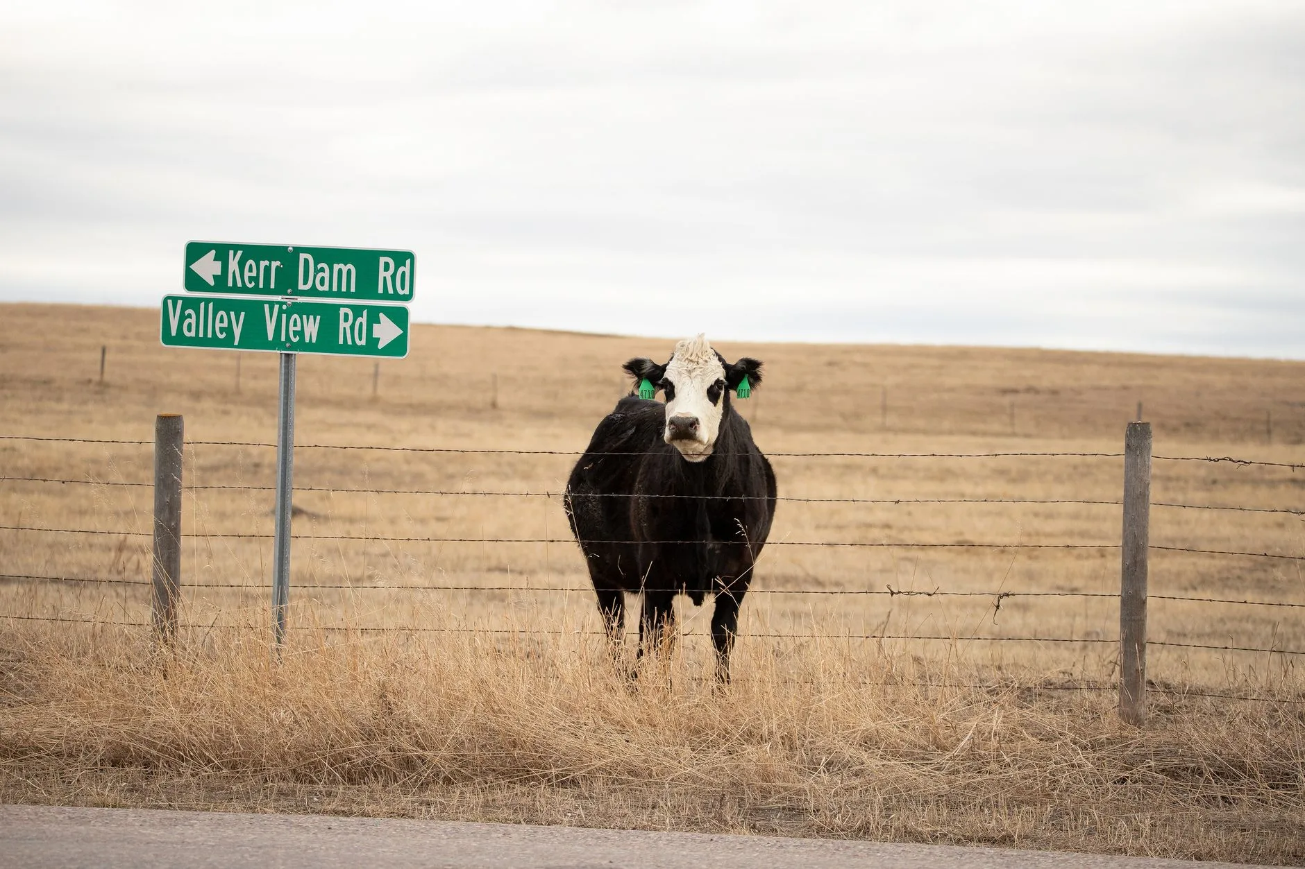 Montana Cattle Markets Show Mixed Results: June 7-13, 2026 Weekly Report
