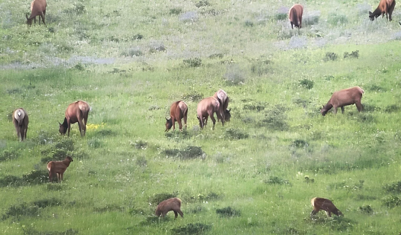 Proposed Big Snowy conservation easement provides elk access