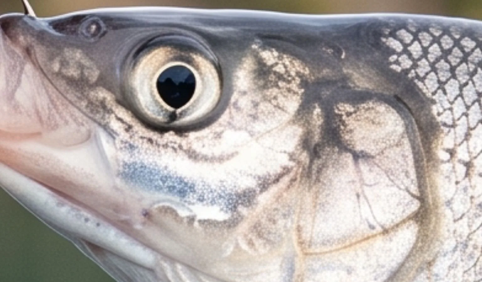 Chancy’s Fish Camp: Whitefish Report & Hotspots