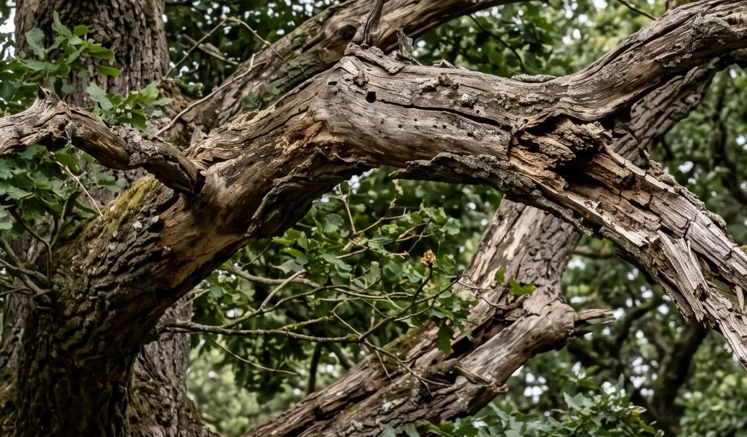A Freak Storm, A Fallen Branch, and the Heartbreaking Loss of a Cancer Survivor