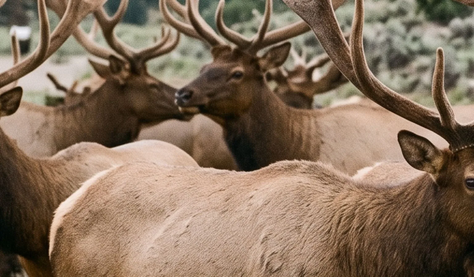 Witnessing a Bachelor Herd of Elk: A Unique Experience