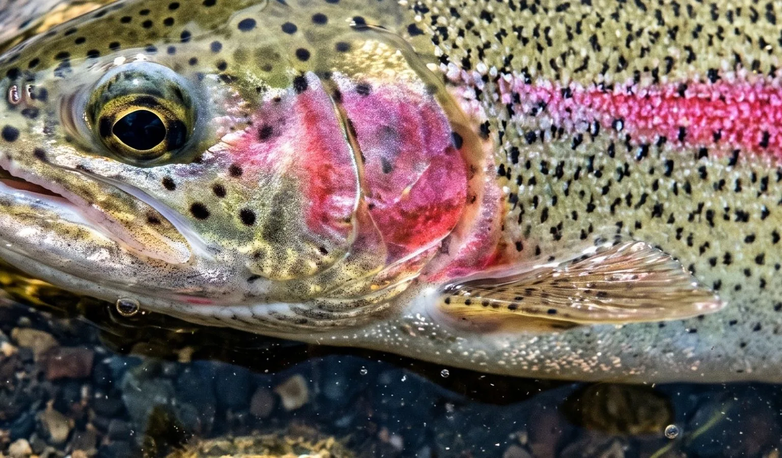 Missouri River Fishing Report by Jonathan Miller with Capital Sports in Helena 7.4.26