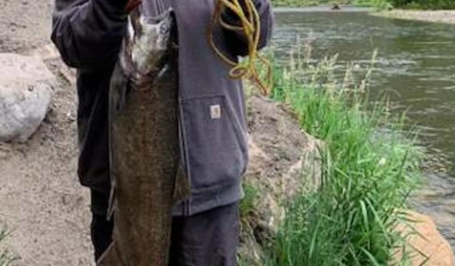 Upper Salmon River Chinook update 7.8.26