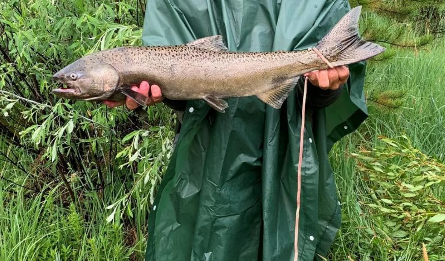 Upper Salmon River Chinook update 7.1.26