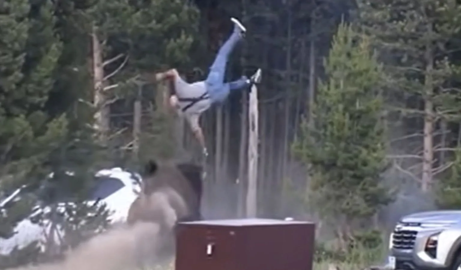 Yellowstone Bison Tosses Man in Yellowstone National Park