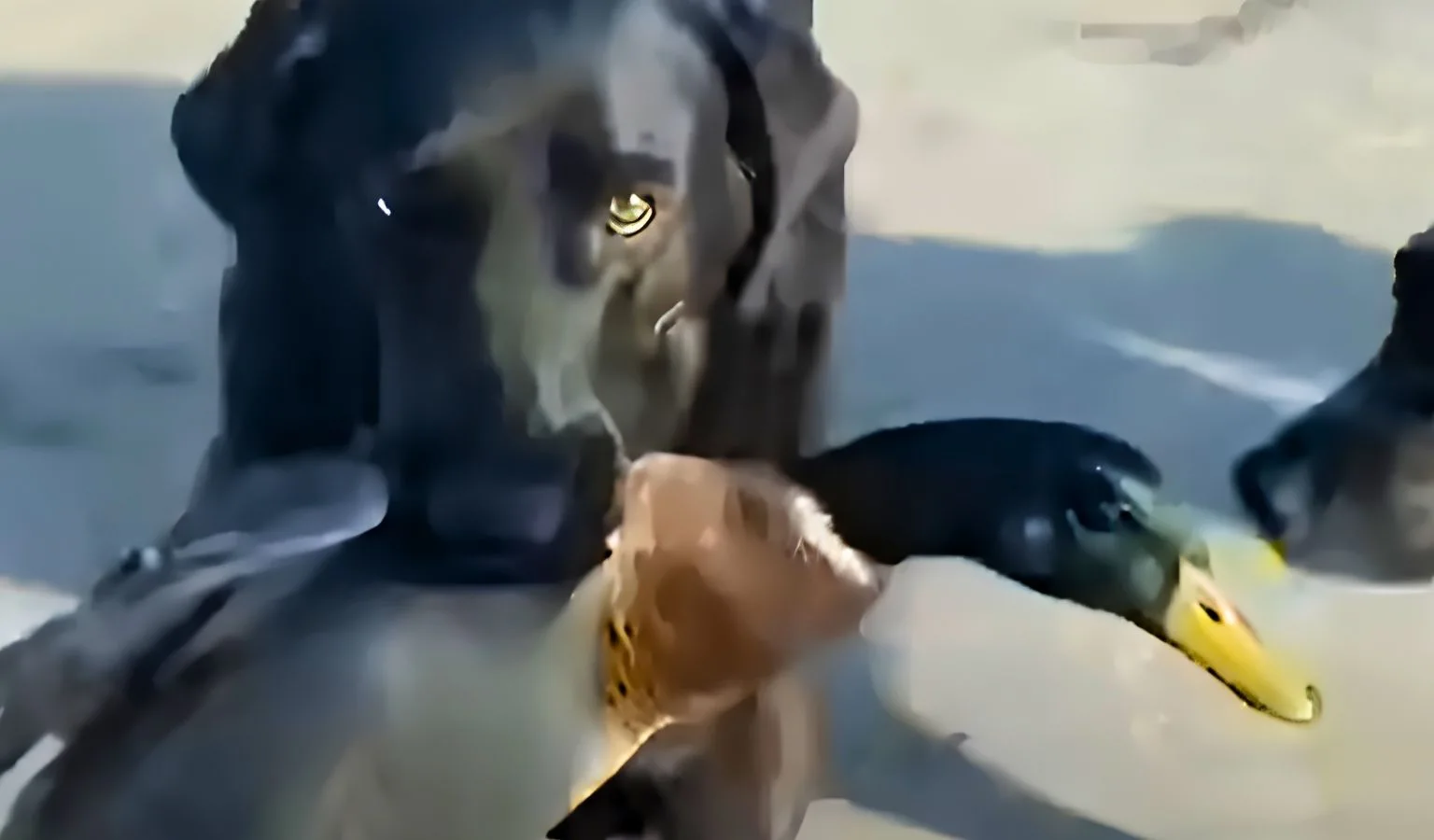 Why Retrievers Are Born to Fetch