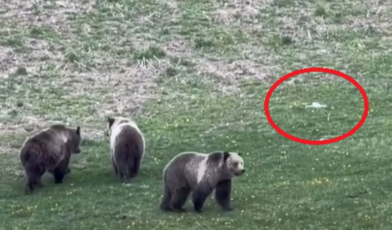 Drone Misuse in Yellowstone National Park Angers Onlookers