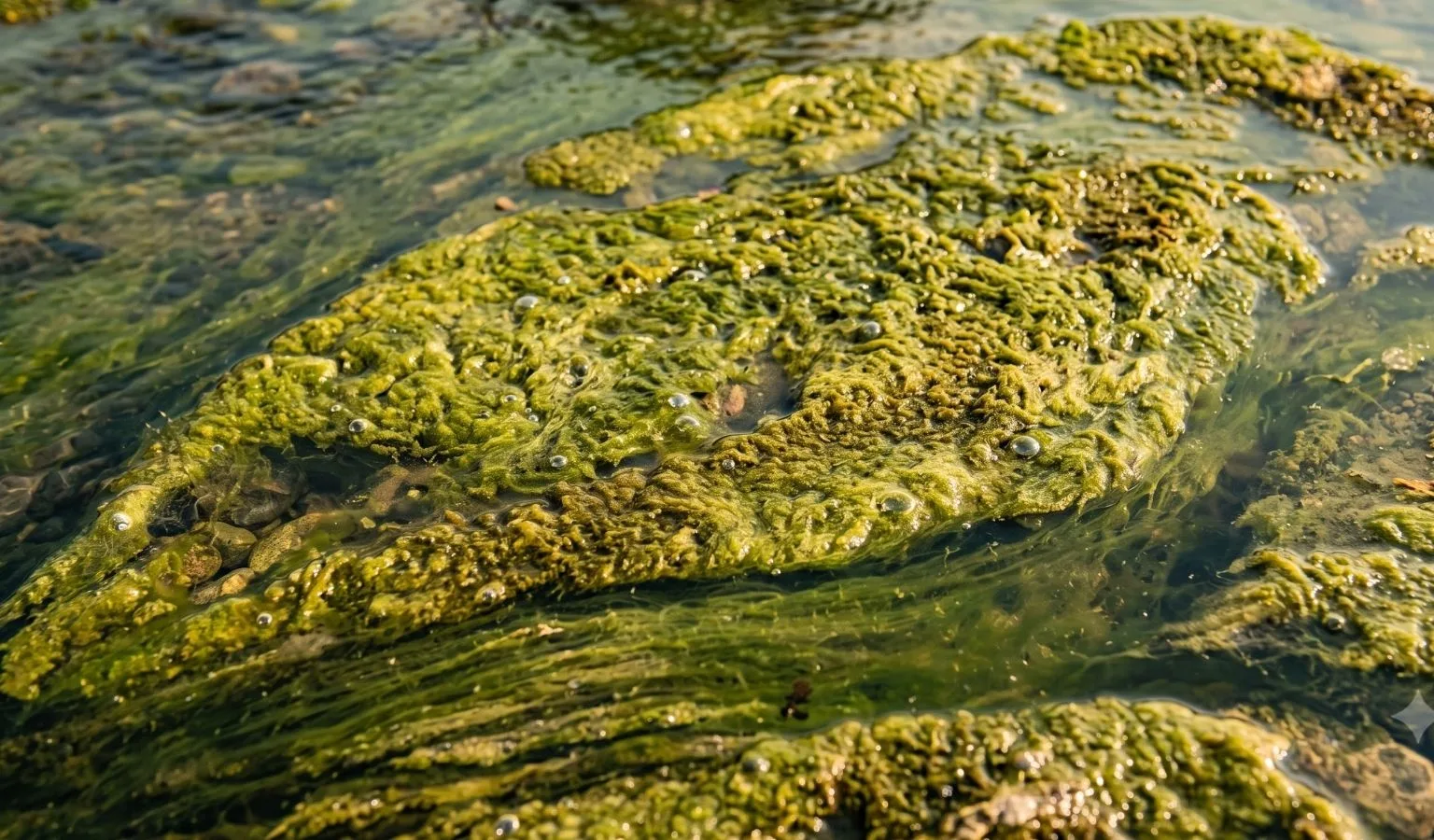Soup, Slime, and Solitude: The July Guide to the Jefferson River