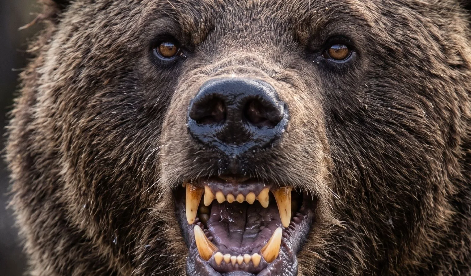 Federal Rules on Grizzly Bears: What You Need to Know
