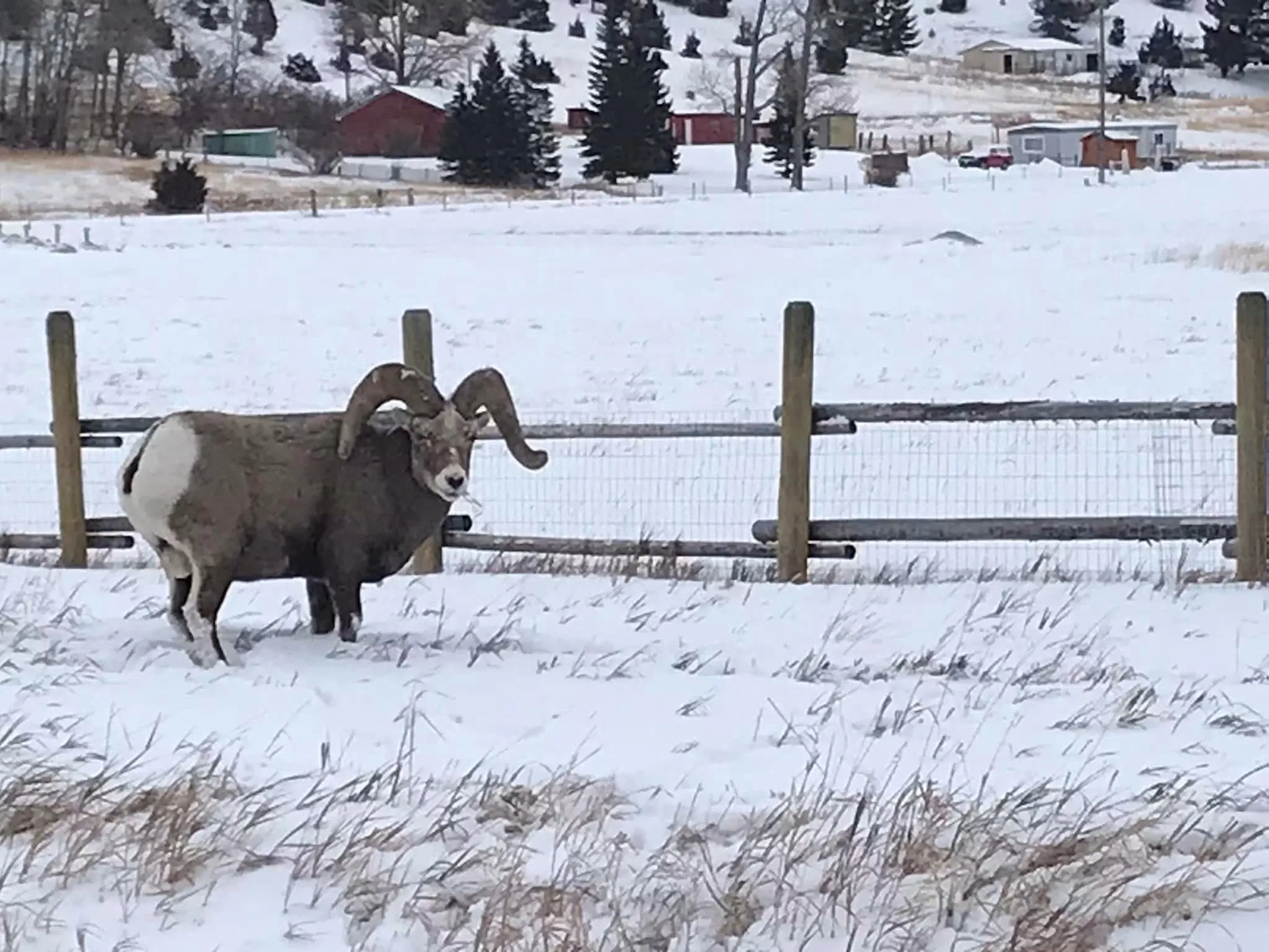 Man pleads guilty to trafficking parts of Montana trophy bighorn sheep