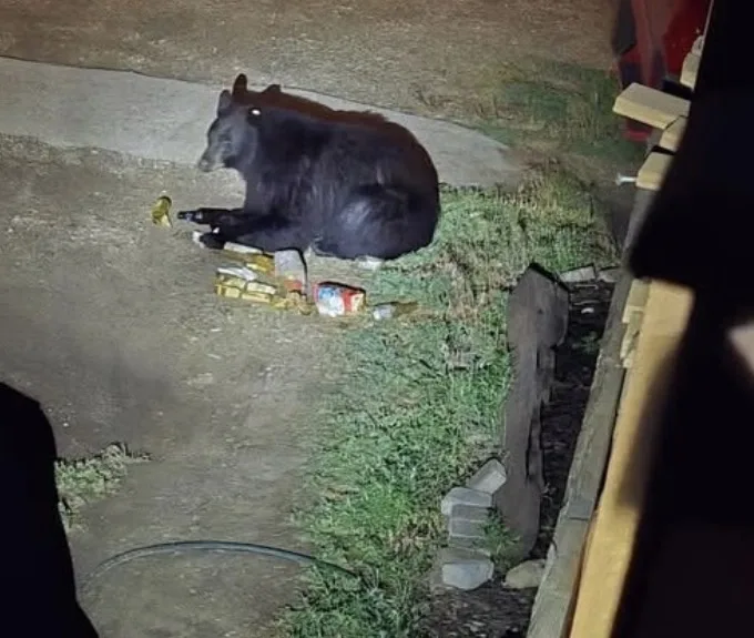 Feeding of wildlife leading to increased bear conflicts in Red Lodge area