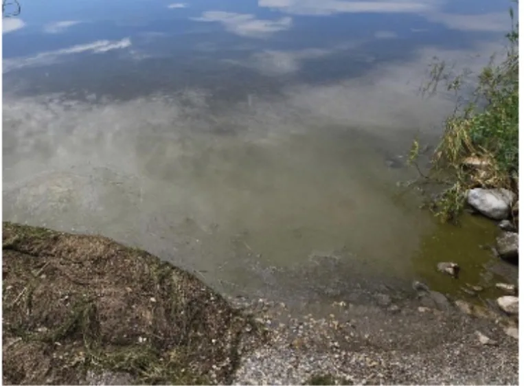 Harmful Algal Blooms Confirmed on Hebgen Reservoir- Advisory Issued