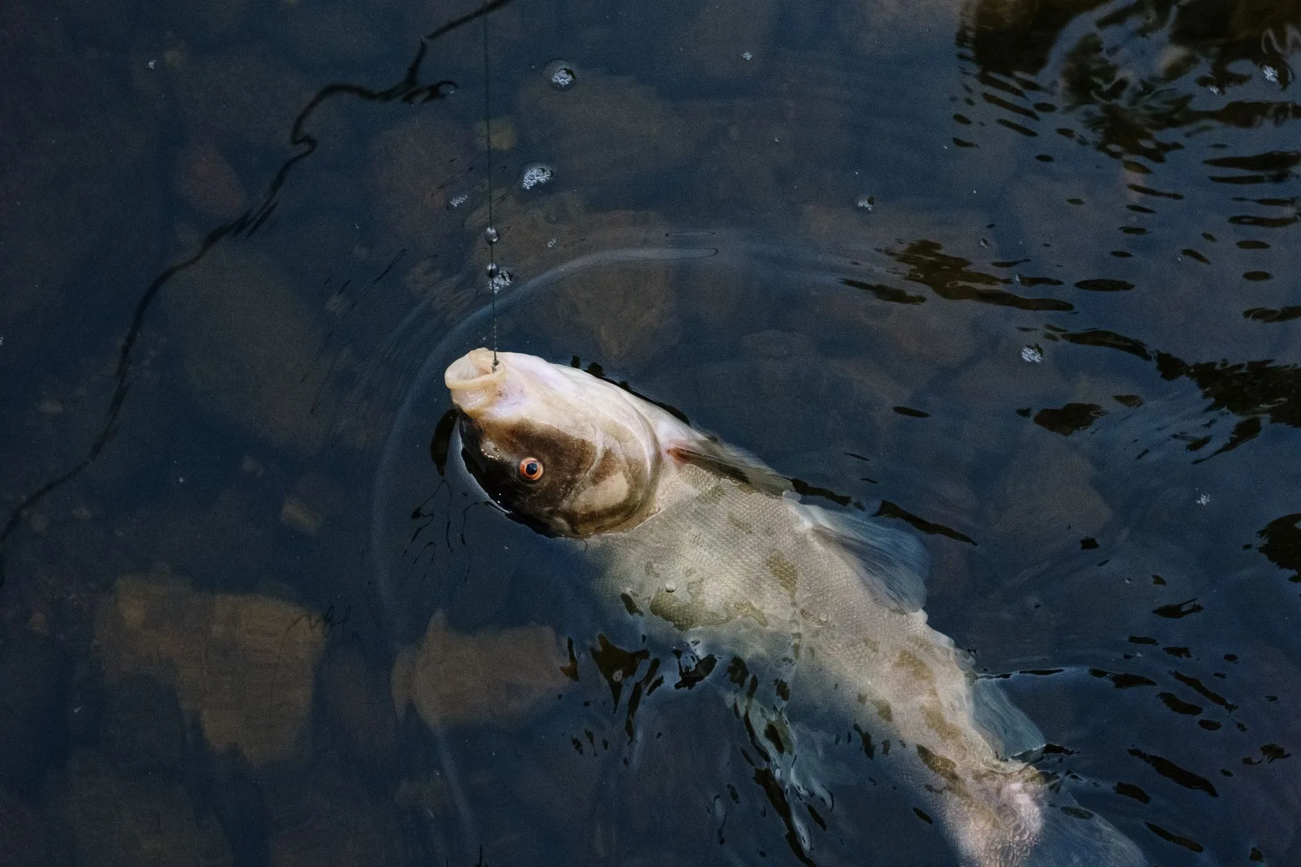 A tail of two suckers: Angler buddies set fish records for two species in Catostomidae family
